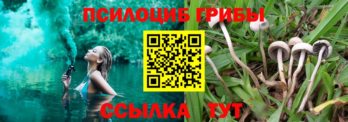 Галлюциногенные грибы Psilocybine cubensis  купить   Галлюциногенные грибы Psilocybine cubensis  Боровичи 